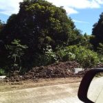 mango trees farm