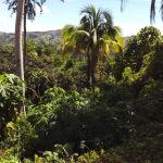 coconut farm lot