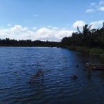 fish pond
