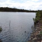 fish pond business
